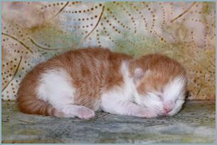 Male Siberian Kitten from Deedlebug Siberians